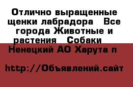 Отлично выращенные щенки лабрадора - Все города Животные и растения » Собаки   . Ненецкий АО,Харута п.